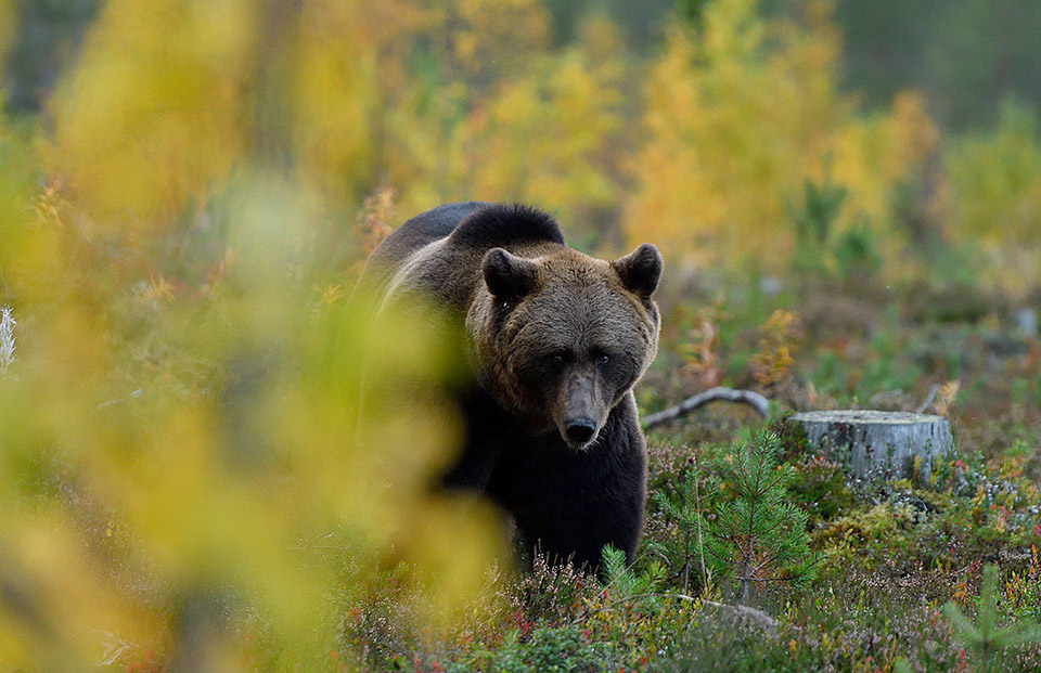 Bear in autumncolors